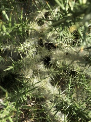 Tetranychus lintearius