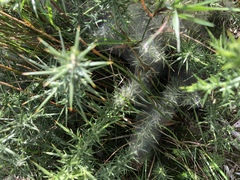 Tetranychus lintearius