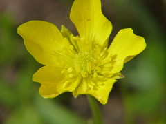 Ranunculus paludosus