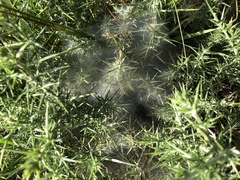 Tetranychus lintearius