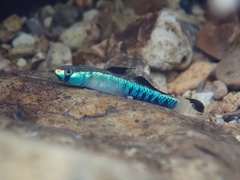 Gold Neon Goby photo 2