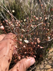 Pharnaceum elongatum