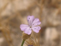 Petrorhagia prolifera