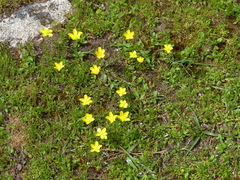 Ranunculus paludosus