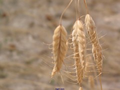 Bromus squarrosus