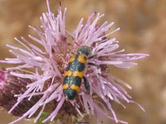 Trichodes leucopsideus
