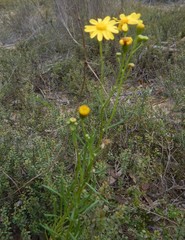 Senecio spanomerus