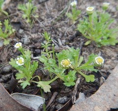 Brachyscome goniocarpa