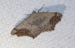 Dissomorphia australiaria