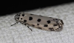 Ethmia sphaerosticha