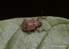 Hyperaxis albostriata