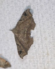 Esthlodora variabilis