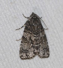 Turnerinycta phaeocosma