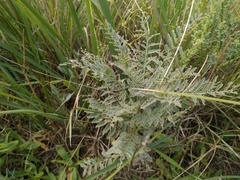 Sphaerophysa salsula