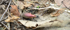 Carabus smaragdinus