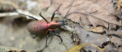Carabus smaragdinus