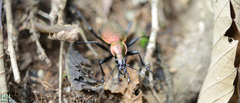 Carabus smaragdinus