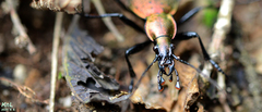 Carabus smaragdinus