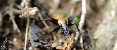 Carabus smaragdinus