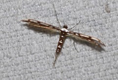 Cosmoclostis aglaodesma