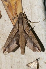 Eupanacra waloensis