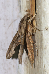 Eupanacra waloensis