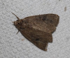 Avatha discolor
