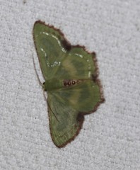 Metallochlora lineata