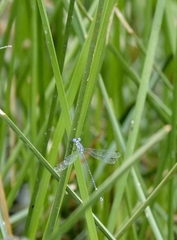Lestes praemorsus