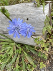 Cichorium intybus
