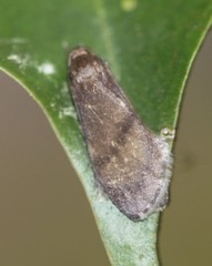 Lambula pleuroptycha