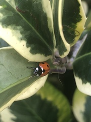 Coccinella septempunctata