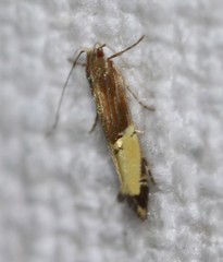 Labdia deliciosella