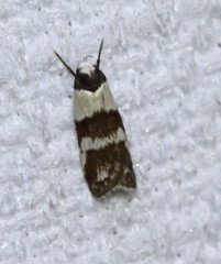 Eulechria triferella