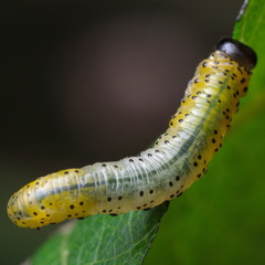 Pristiphora conjugata