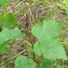 Pristiphora conjugata