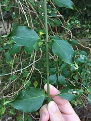 Jasminum simplicifolium