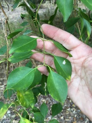 Jasminum simplicifolium