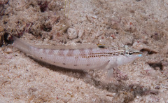 Parapercis lineopunctata