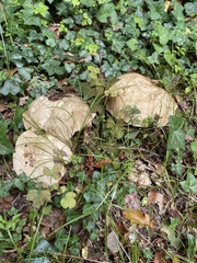 Fungi