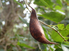 Bracteolaria racemosa, photograph Mahomed Desai, CC BY, iNaturalist via GBIF