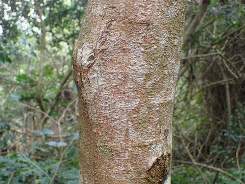 Image of Forest Camwood (Baphia racemosa) by (c) Mahomed Desai, some rights reserved (CC BY)