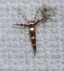 Stathmopoda triselena