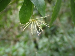 Maerua racemulosa