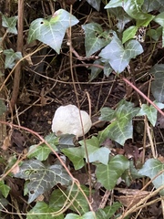 Fungi