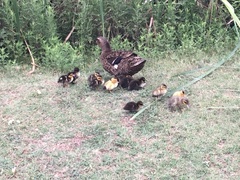 Anas platyrhynchos domesticus