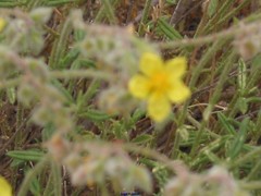 Helianthemum hirtum