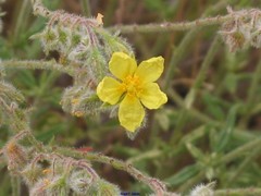 Helianthemum hirtum