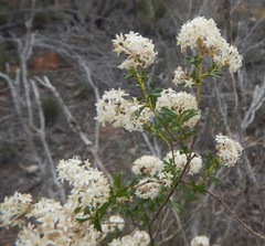 Pomaderris obcordata