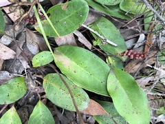 Grevillea laurifolia